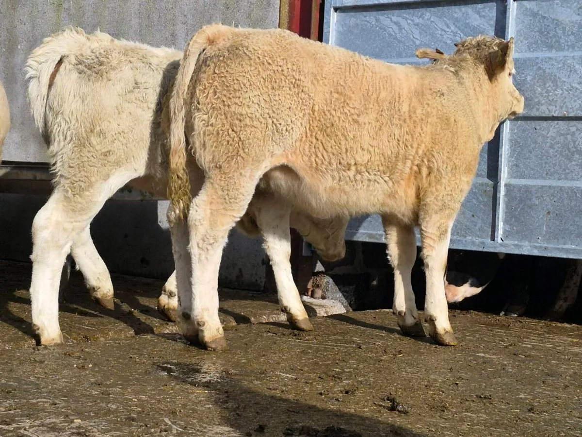 10 Super Charollais Heifer Weanlings - Image 1