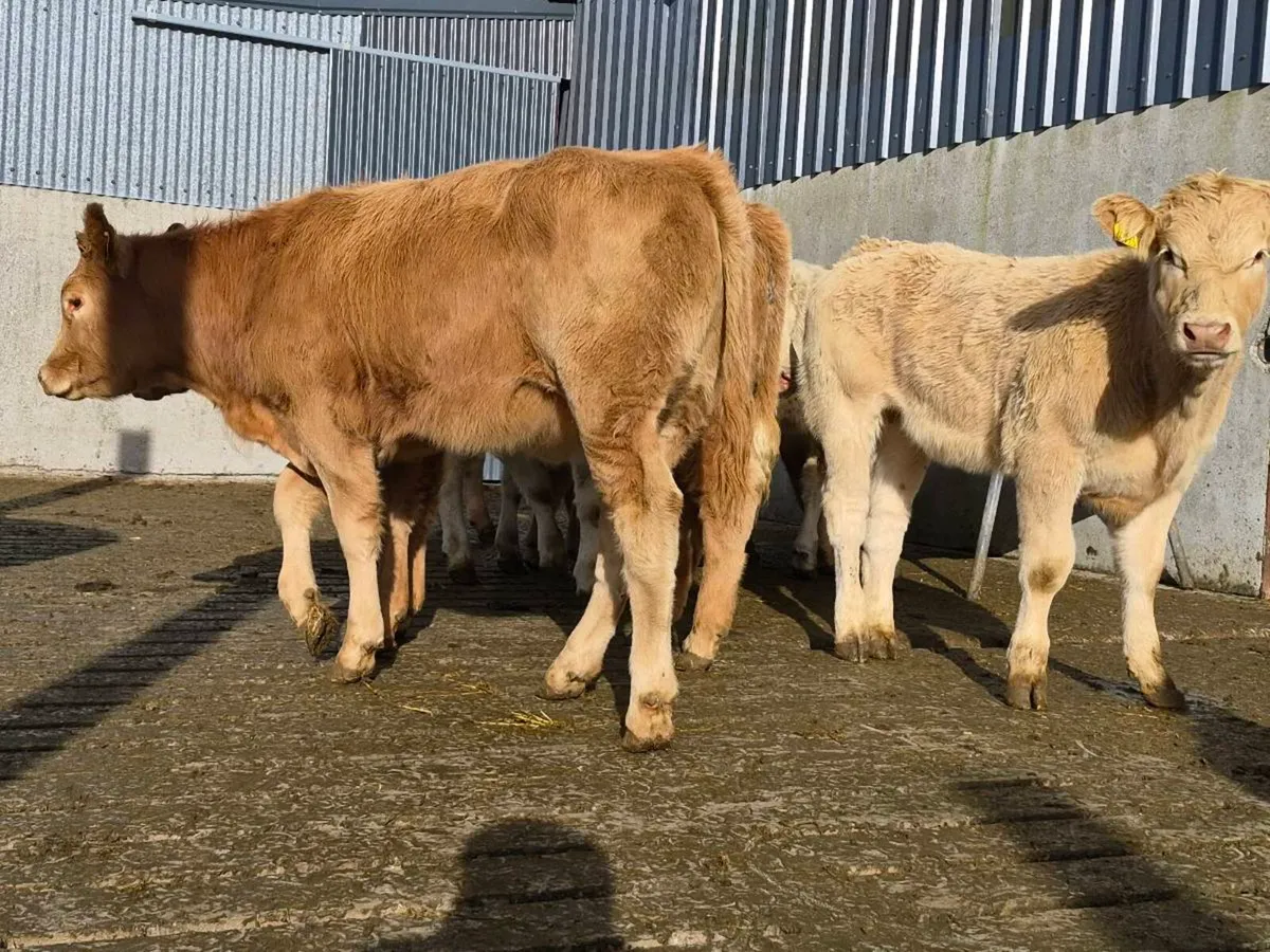 10 Super Charollais Heifer Weanlings - Image 2