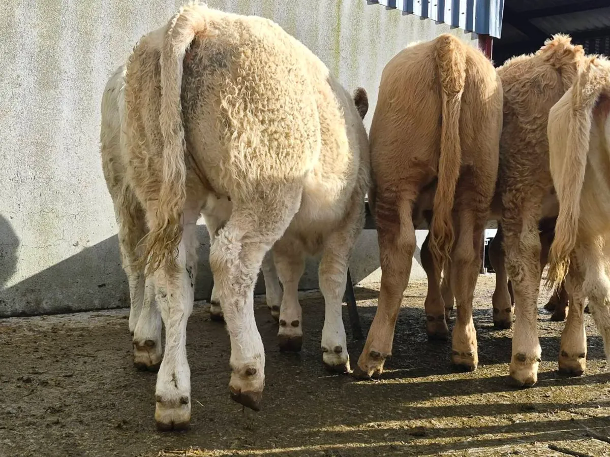 10 Super Charollais Heifer Weanlings - Image 3