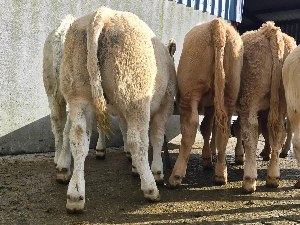 10 Super Charollais Heifer Weanlings - Image 4