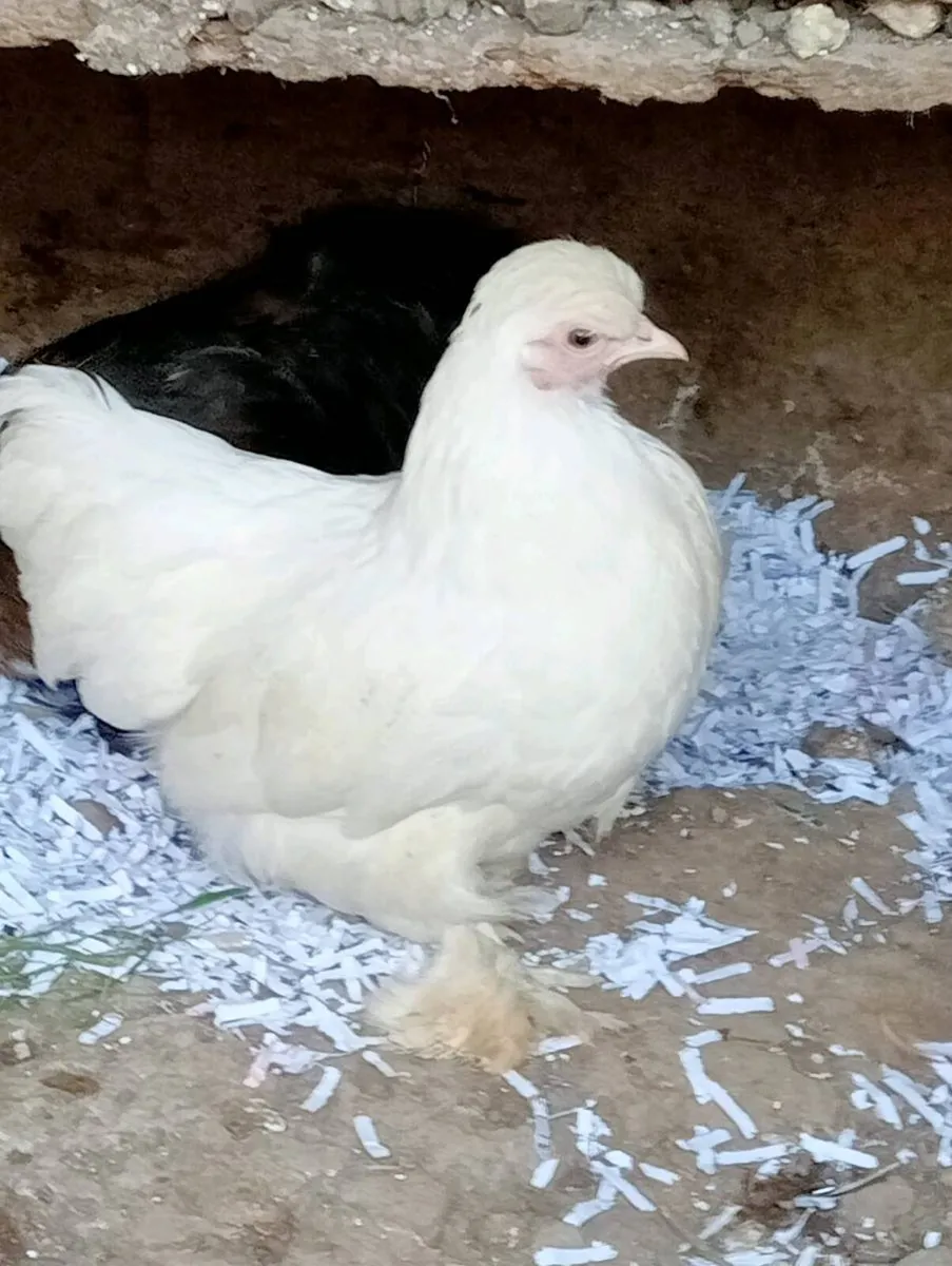Miniature bantam chicks - Image 1