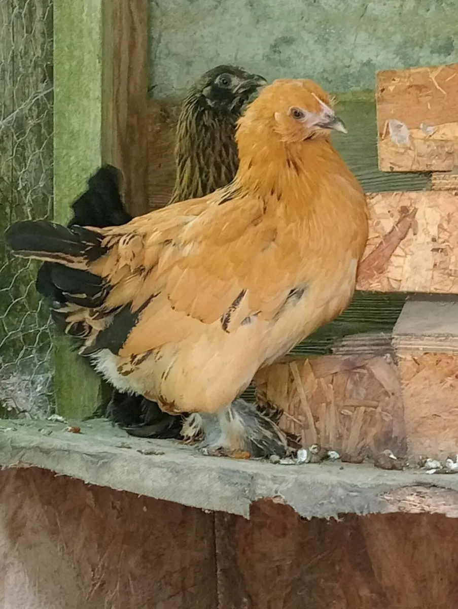 Miniature bantam chicks - Image 2