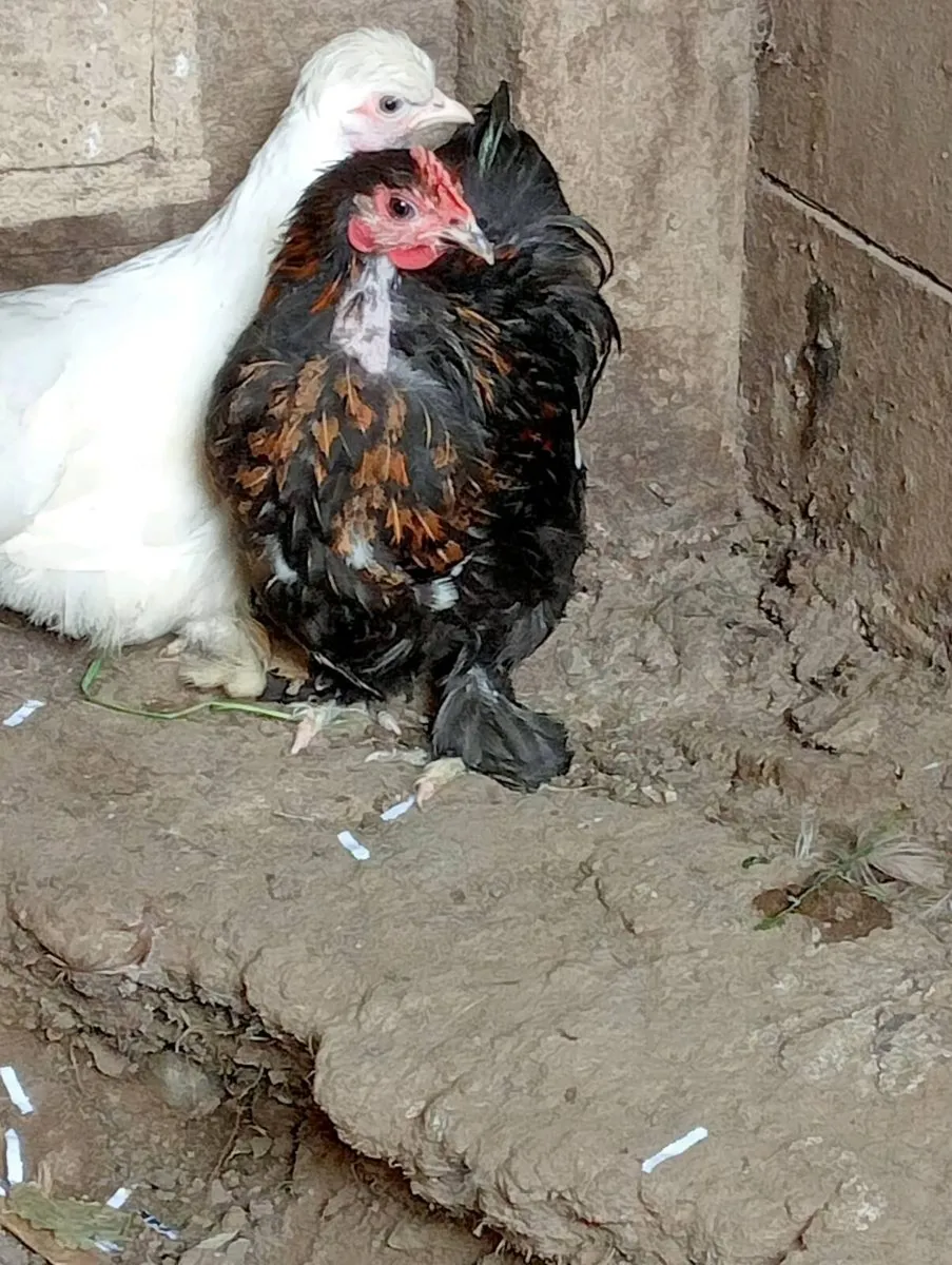 Miniature bantam chicks - Image 3