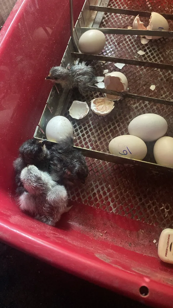 Miniature bantam chicks - Image 4