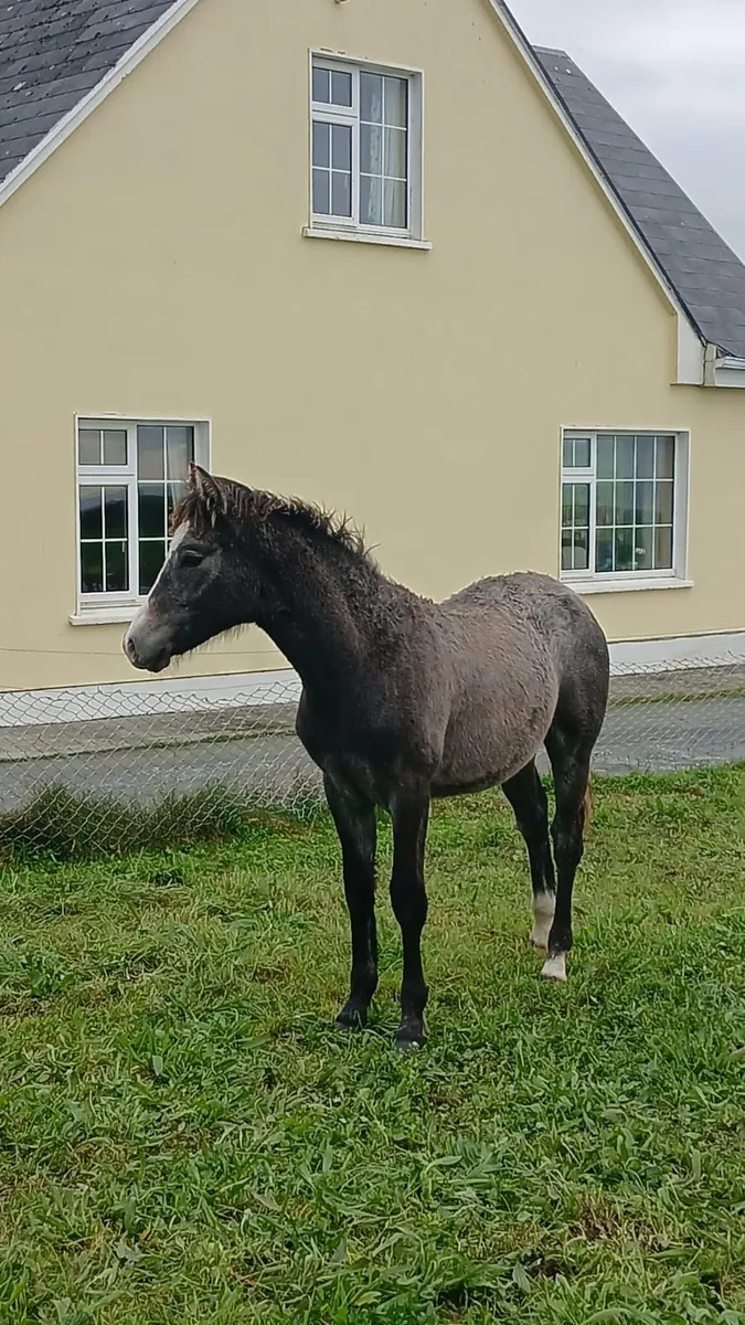 West Clare Colt - Image 3
