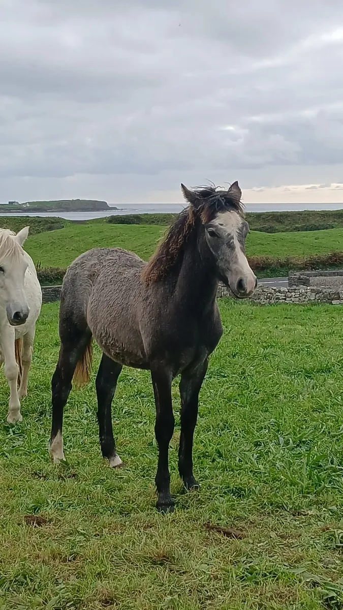 West Clare Colt - Image 4