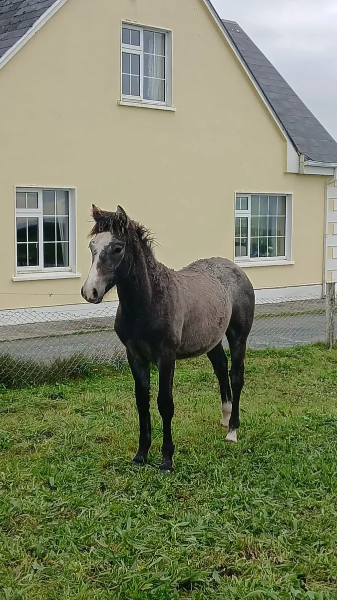 West Clare Colt - Image 1