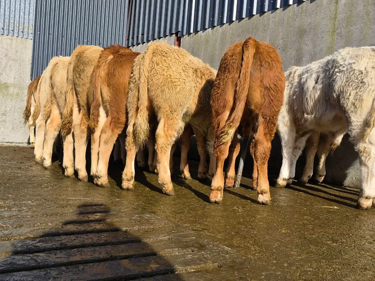 20 Super Bull Weanlings - Image 2