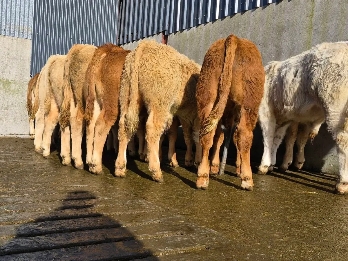 20 Super Bull Weanlings - Image 3