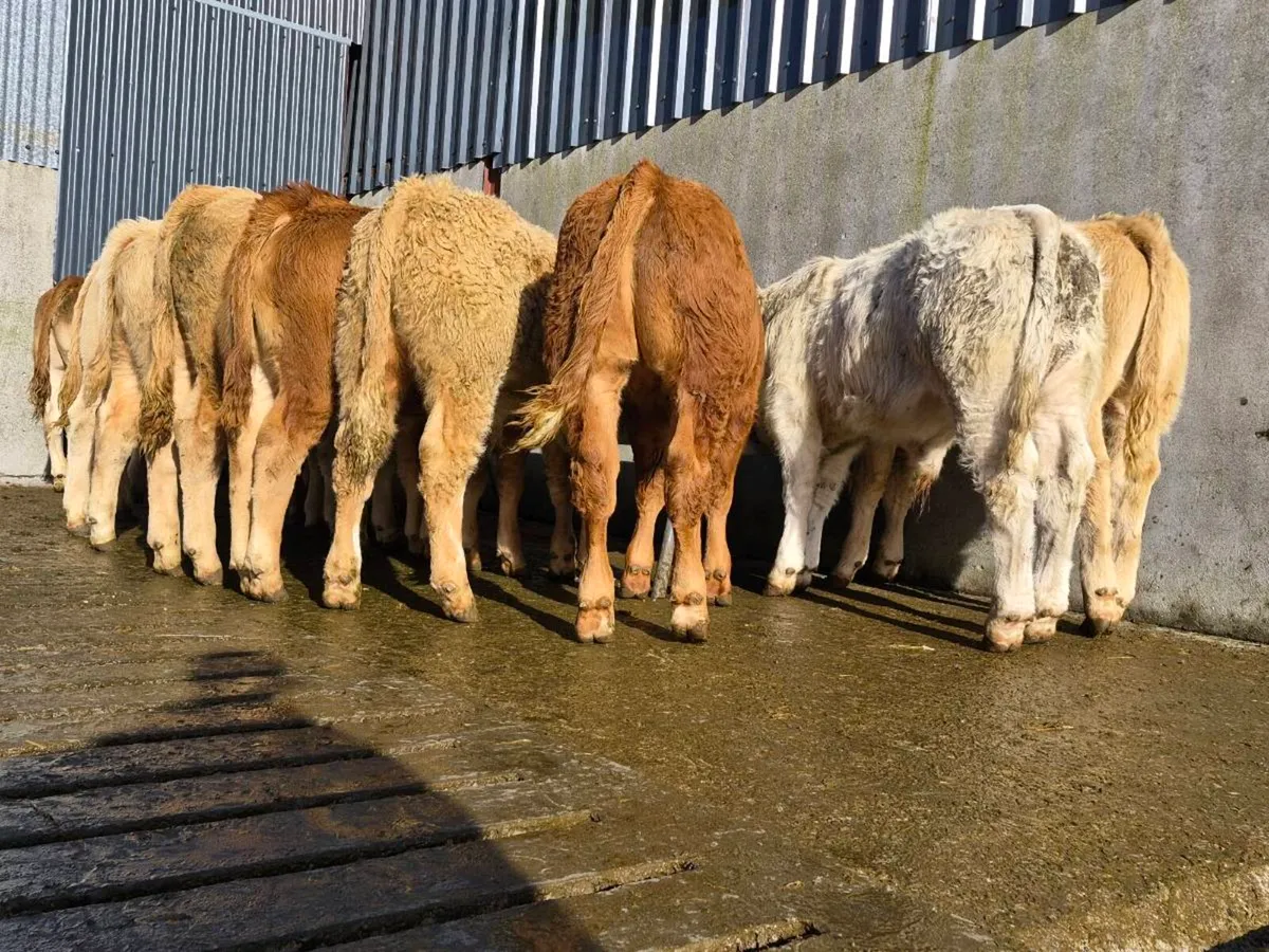 20 Super Bull Weanlings - Image 4