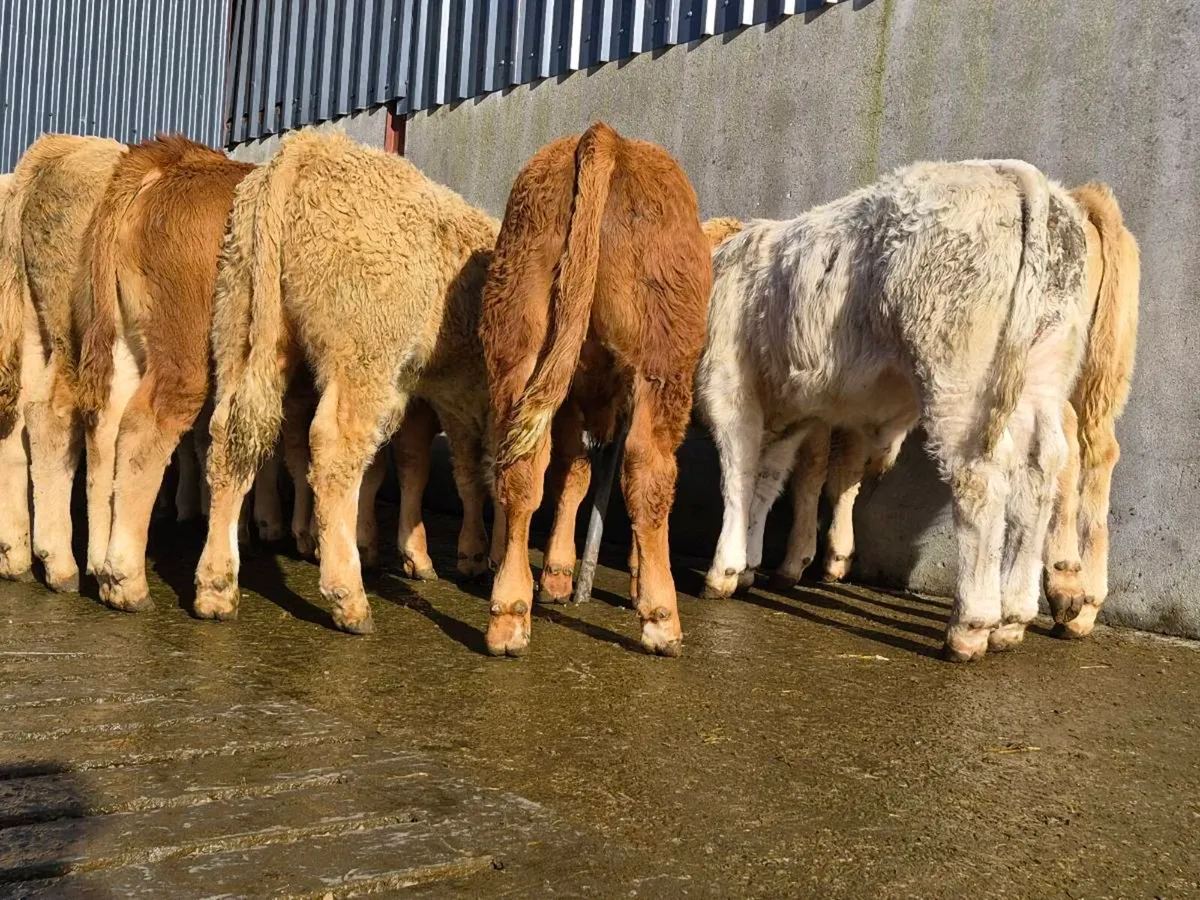 20 Super Bull Weanlings - Image 1