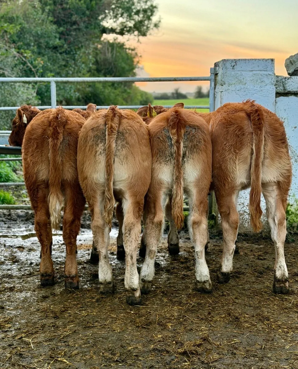 ⭐️4 Super limousine heifer weanlings⭐️ - Image 3