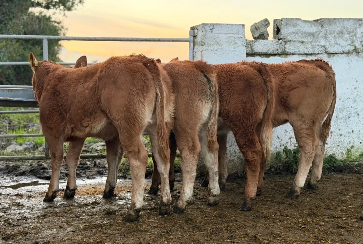 ⭐️4 Super limousine heifer weanlings⭐️ - Image 1