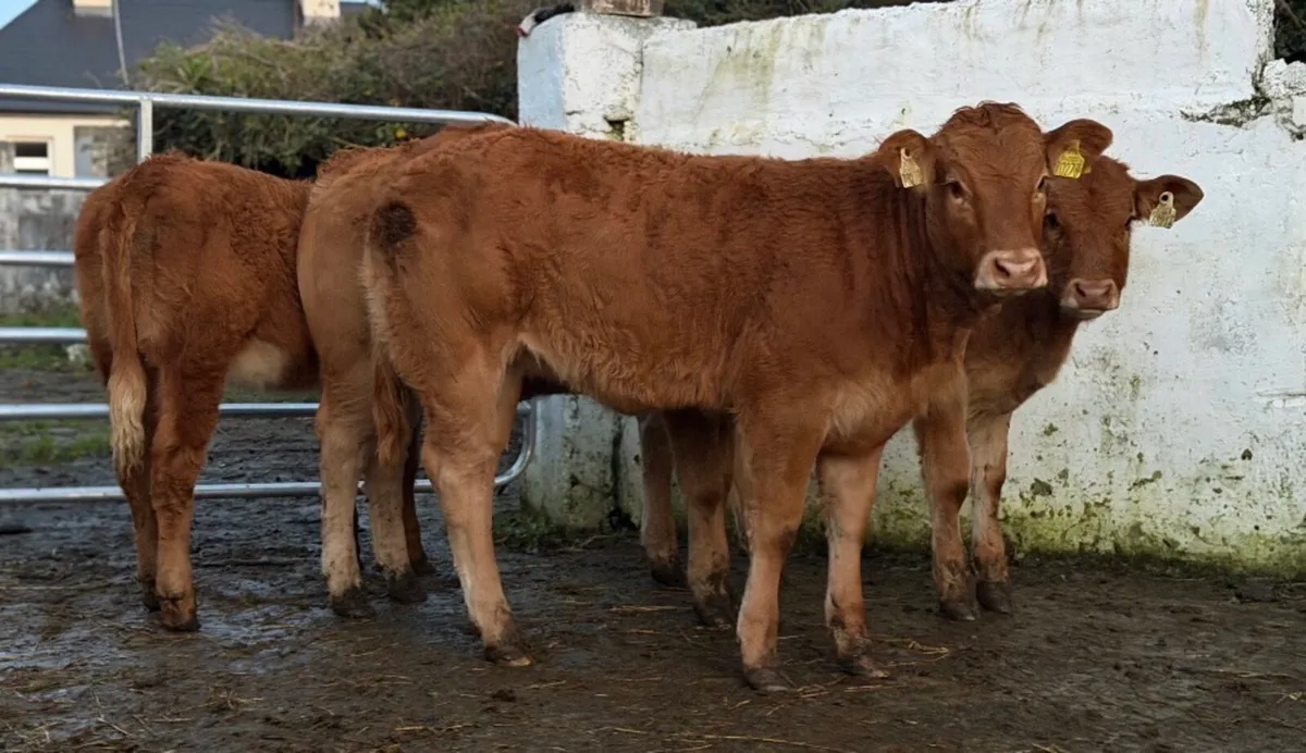 ⭐️4 Super limousine heifer weanlings⭐️ - Image 2