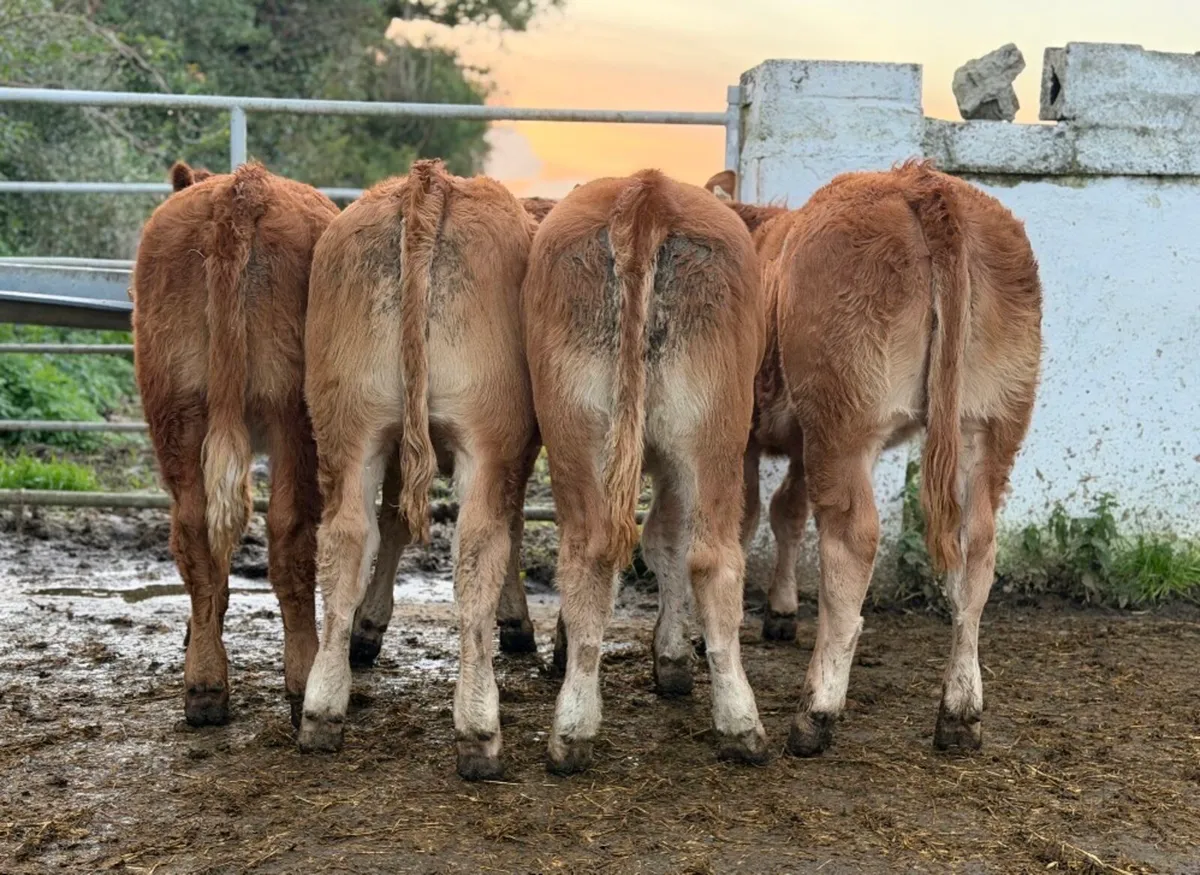 ⭐️4 Super limousine heifer weanlings⭐️ - Image 4