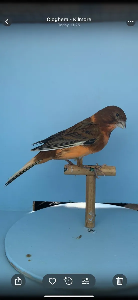 Canaries - Image 3