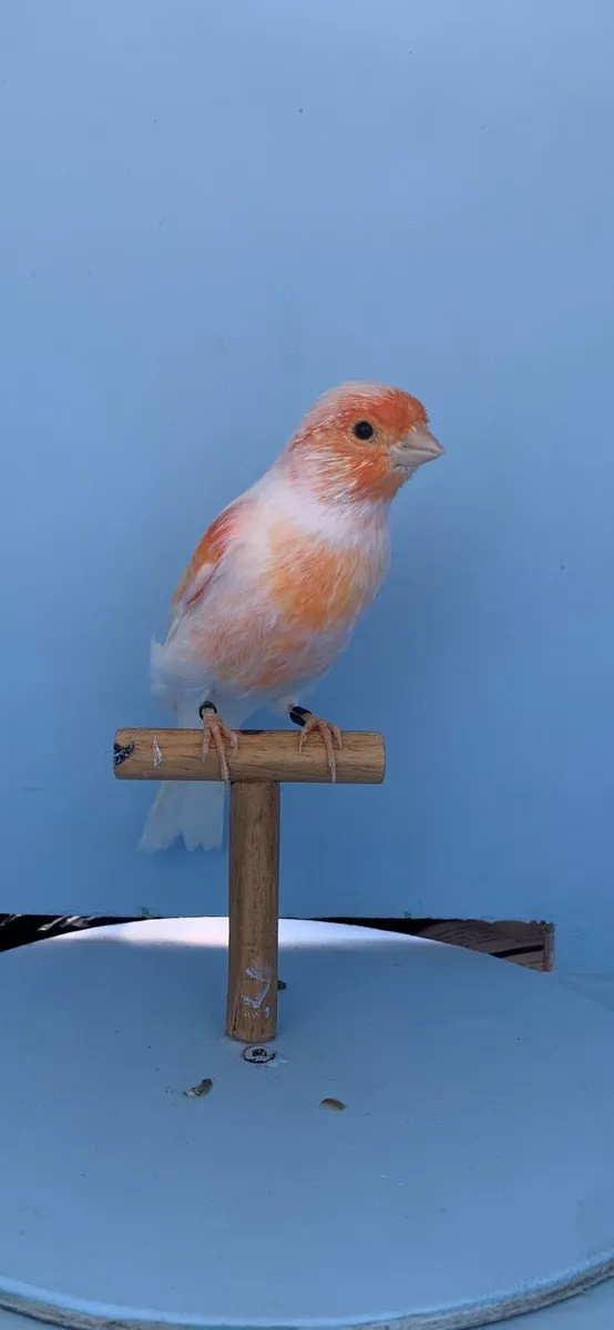 Canaries - Image 4