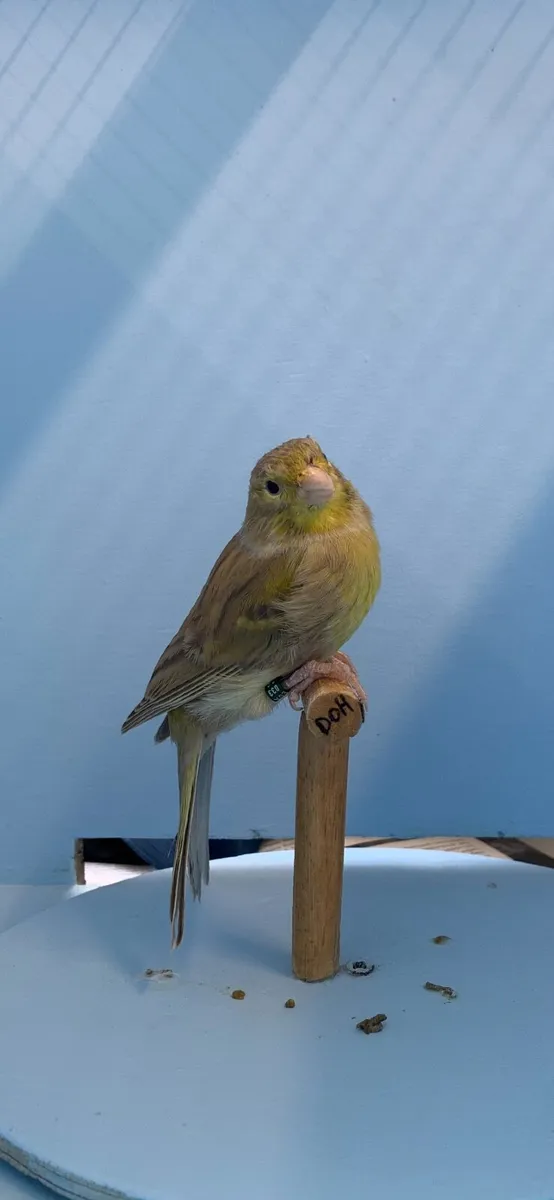 Canaries - Image 4