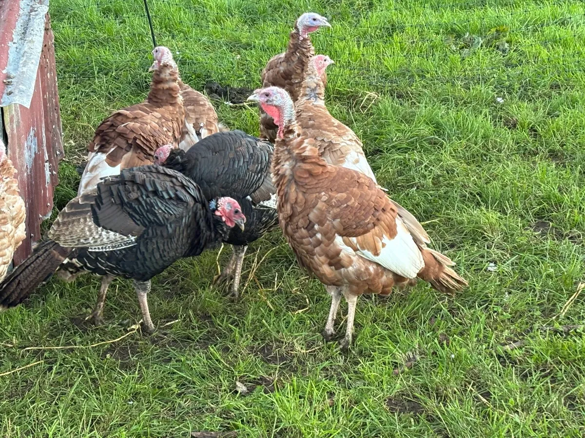 Poultry - Image 3
