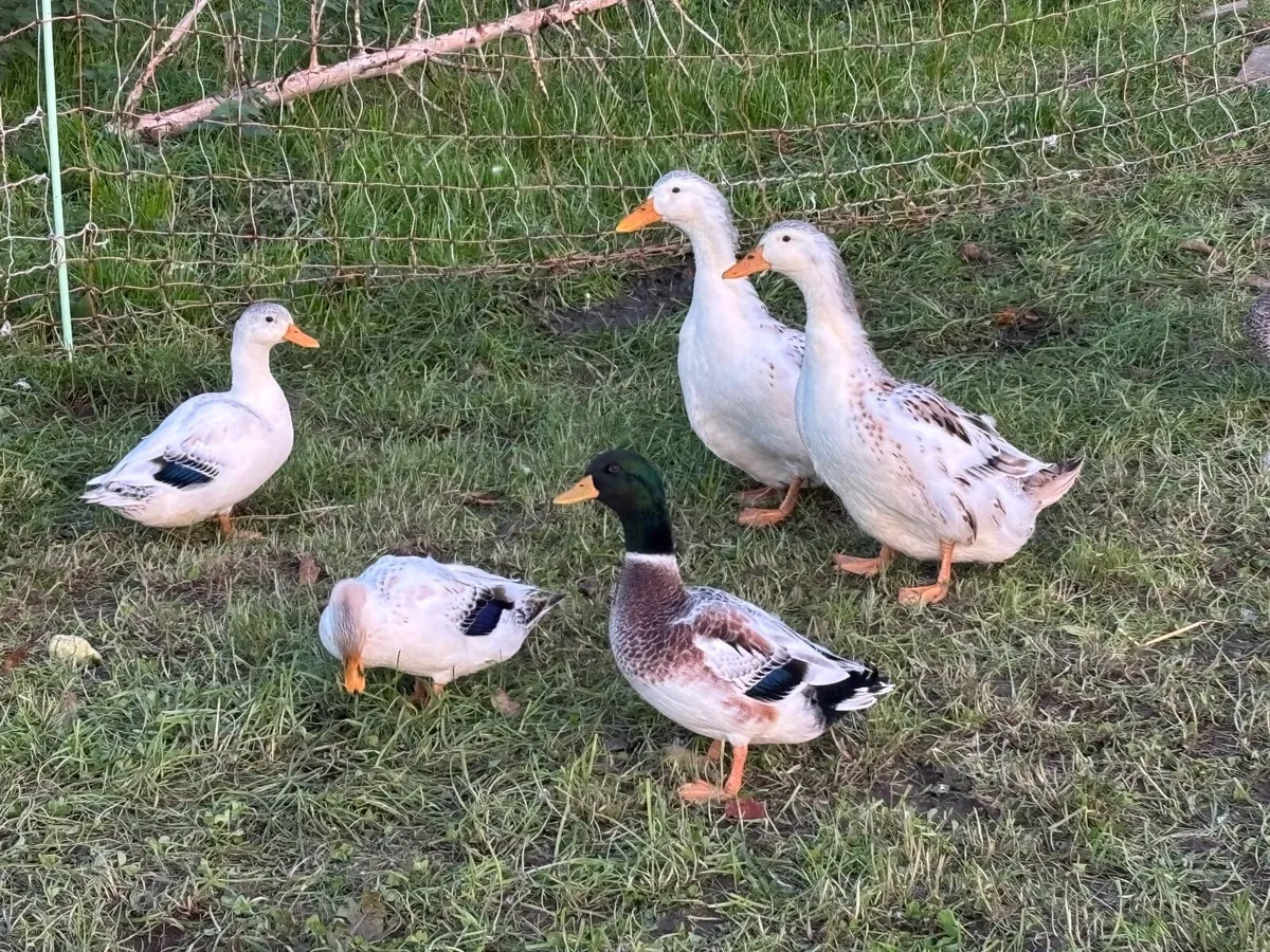Poultry - Image 1