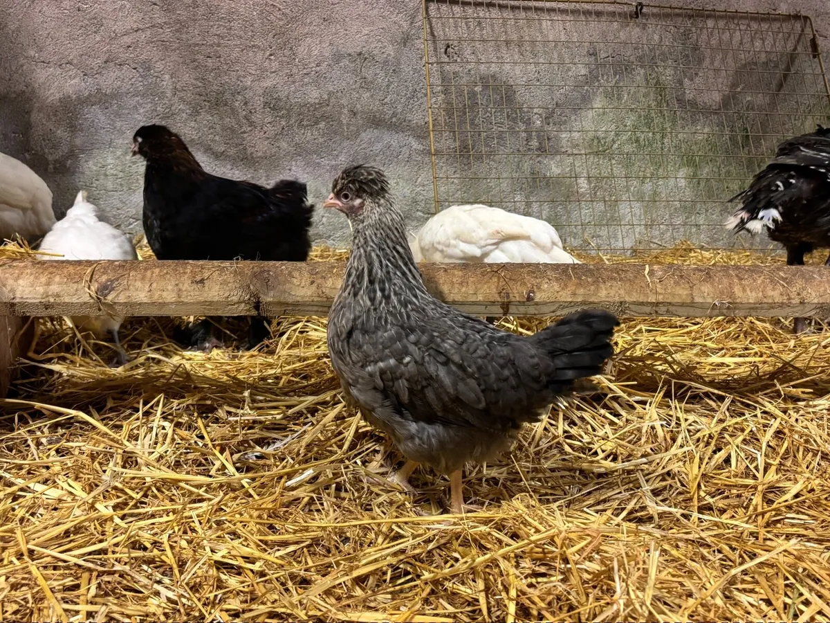 Poultry - Image 4