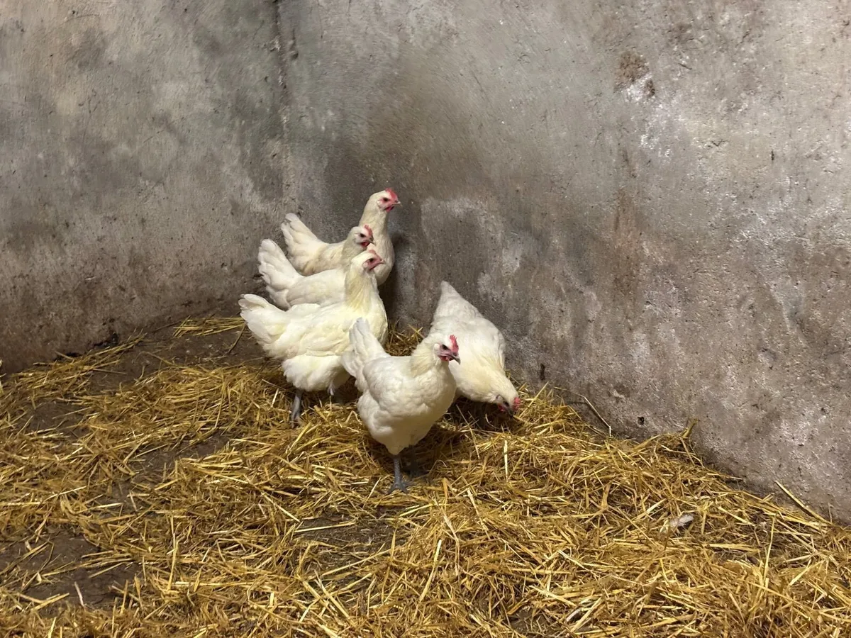 Poultry - Image 2