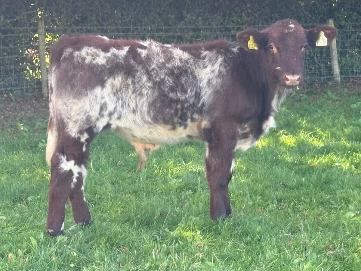 Pedigree Shorthorn Bull Weanling - Image 1
