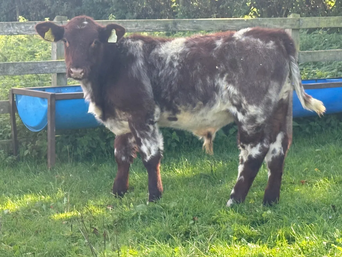 Pedigree Shorthorn Bull Weanling - Image 2