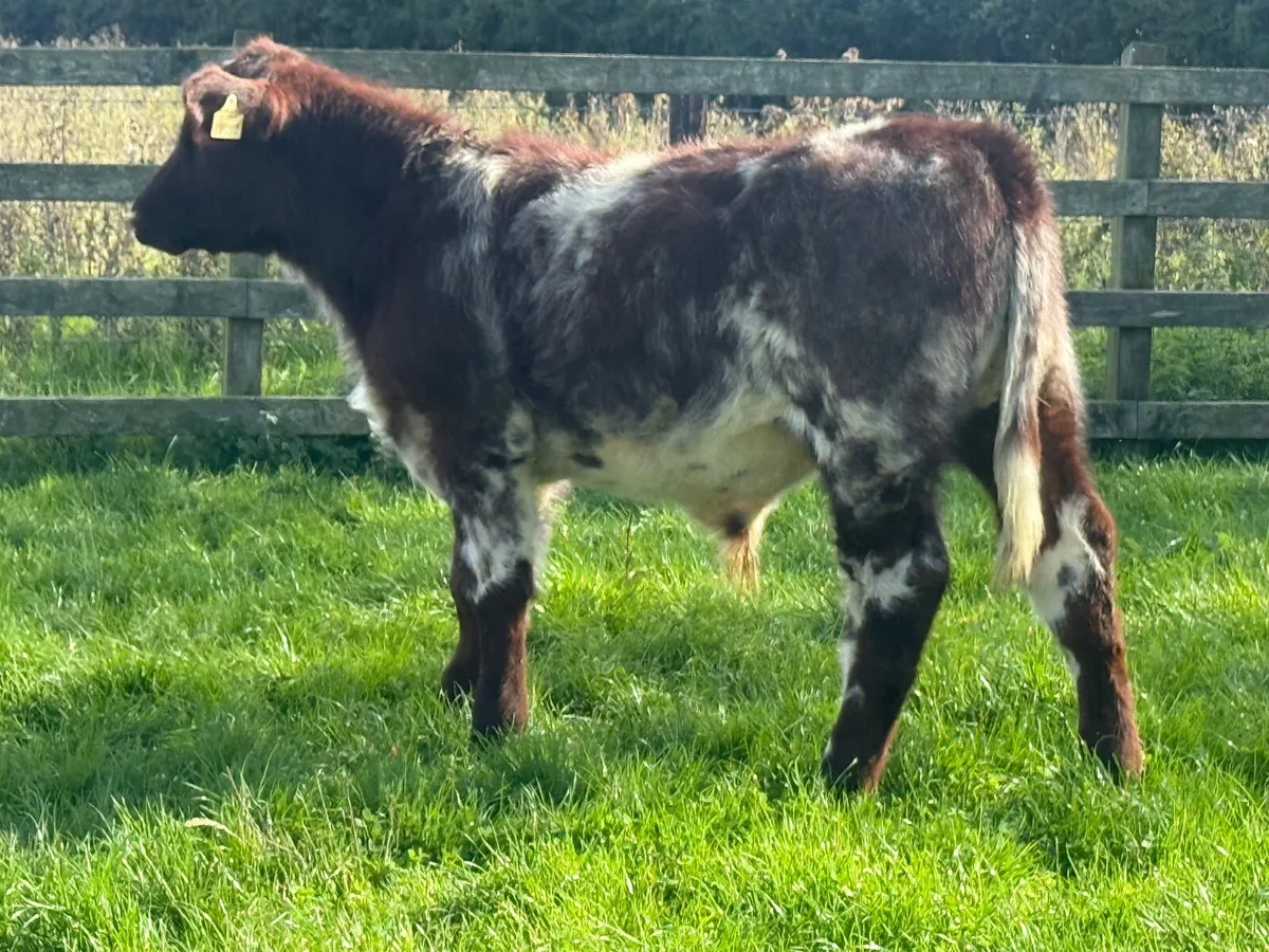 Pedigree Shorthorn Bull Weanling - Image 3