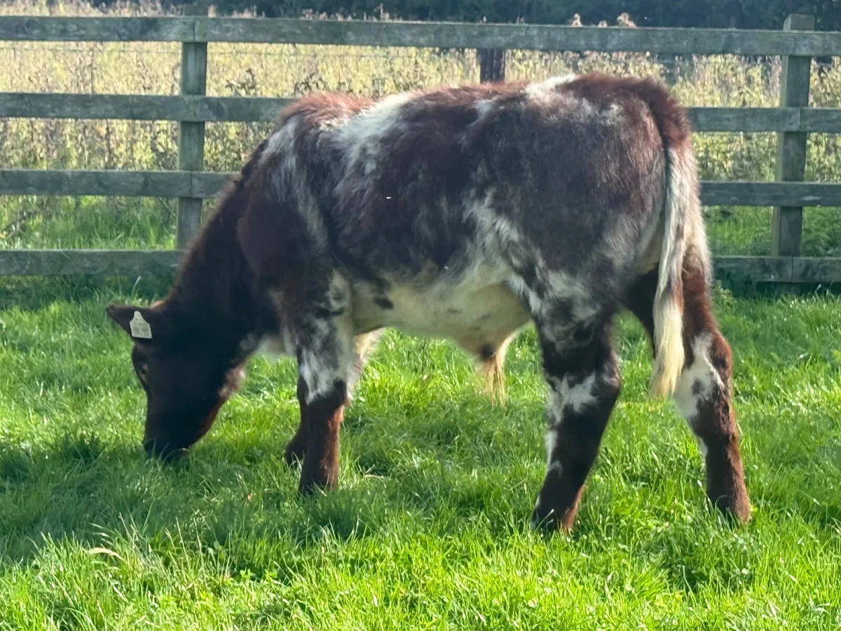 Pedigree Shorthorn Bull Weanling - Image 4