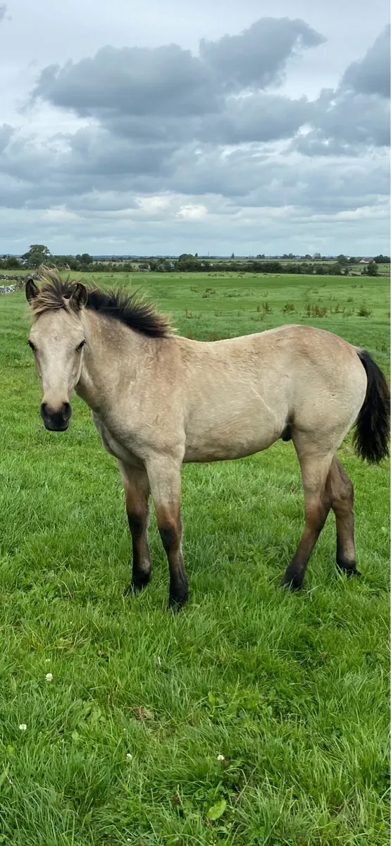 Dun connemara colt - Image 1