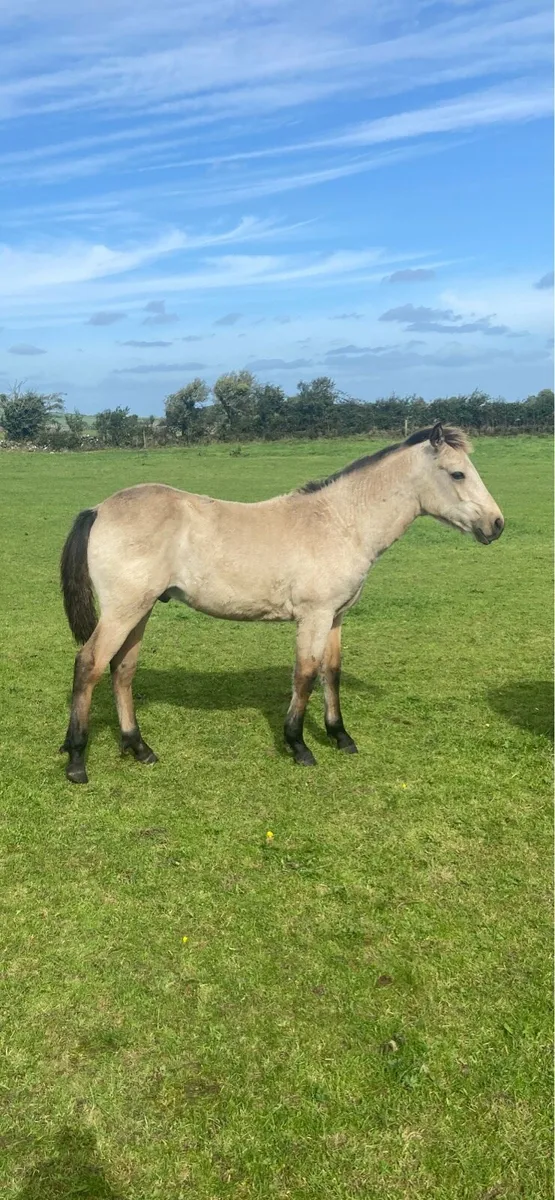 Dun connemara colt - Image 2