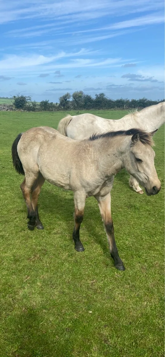 Dun connemara colt - Image 3