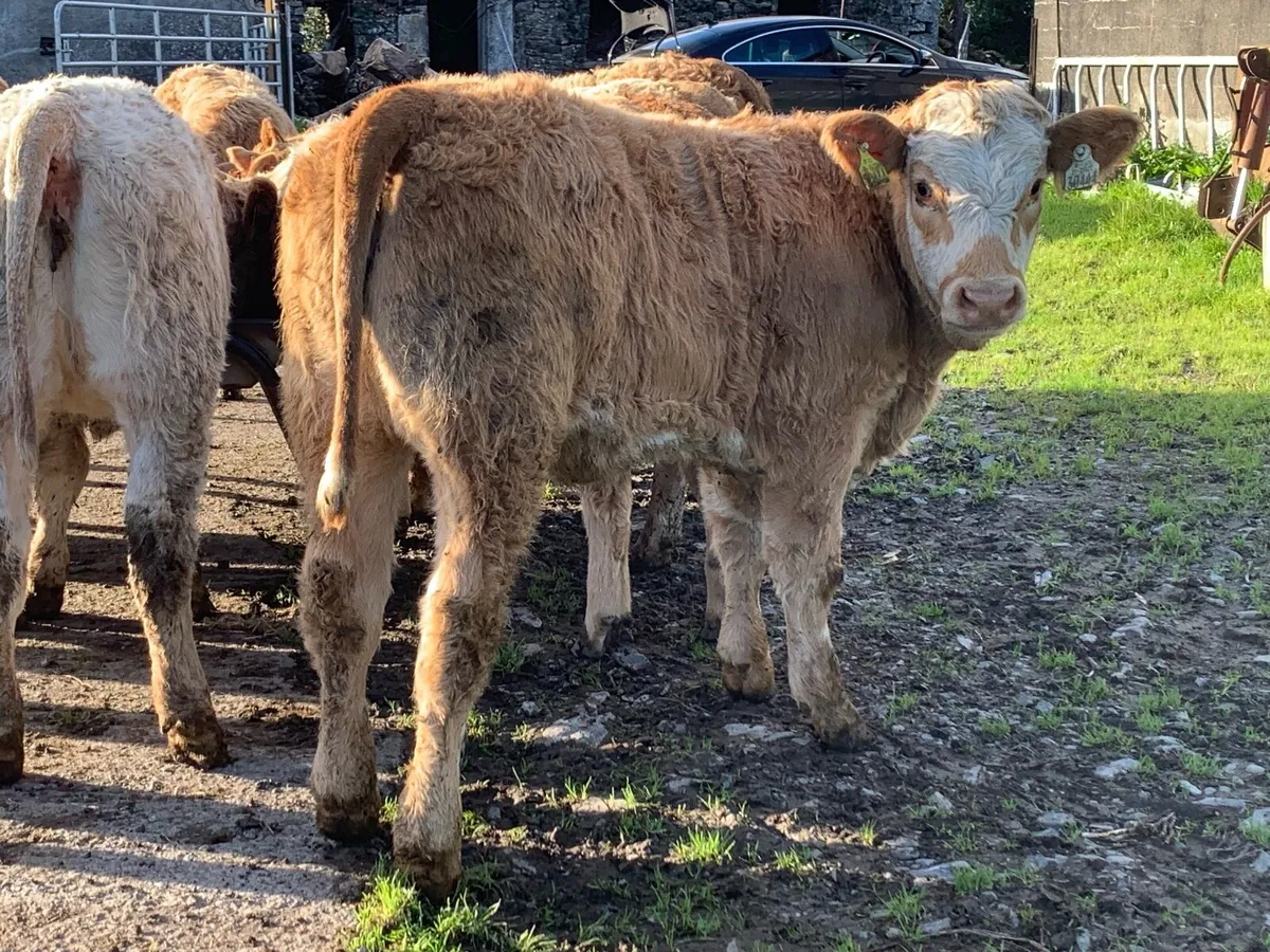 14 super u grade 280kg heifers - Image 2