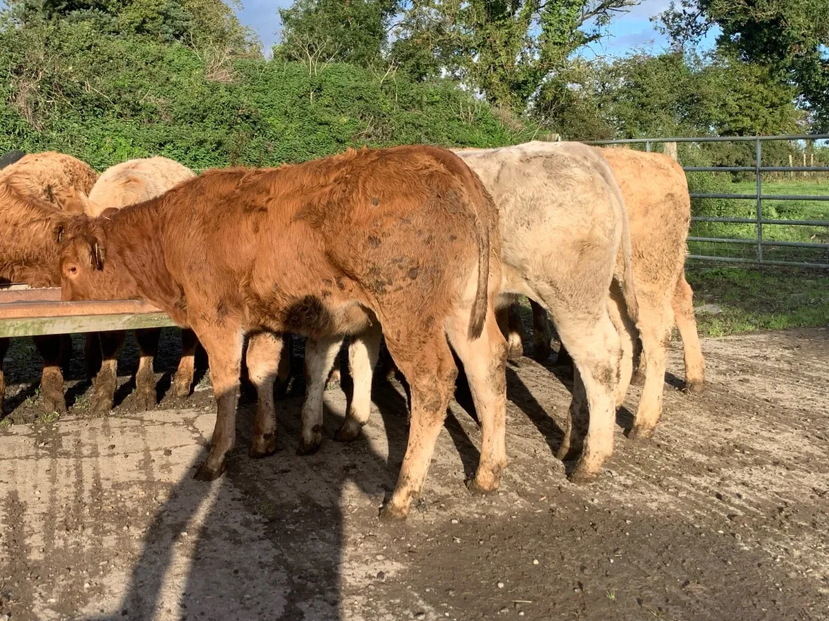14 super u grade 280kg heifers - Image 4