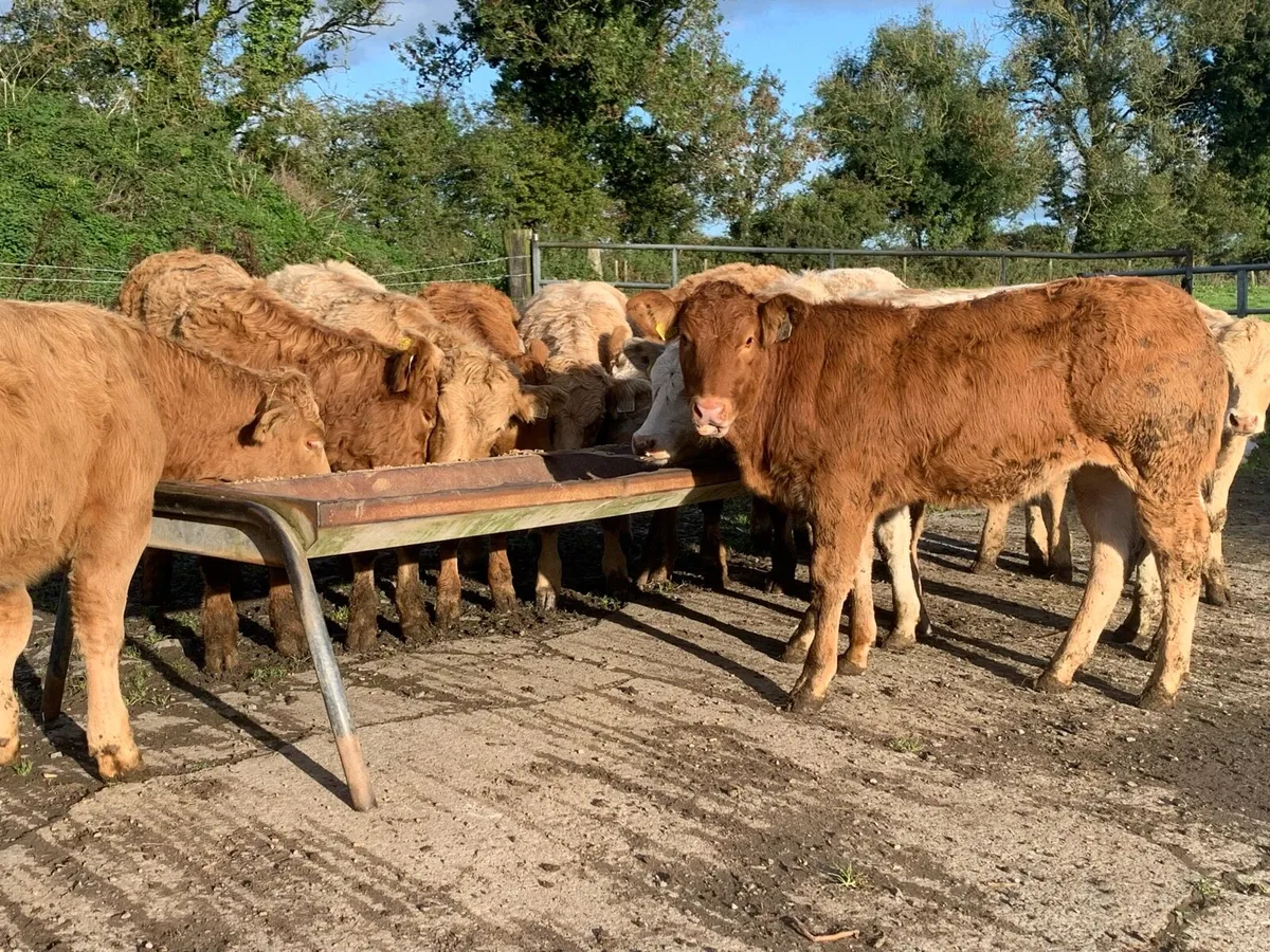 14 super u grade 280kg heifers - Image 1