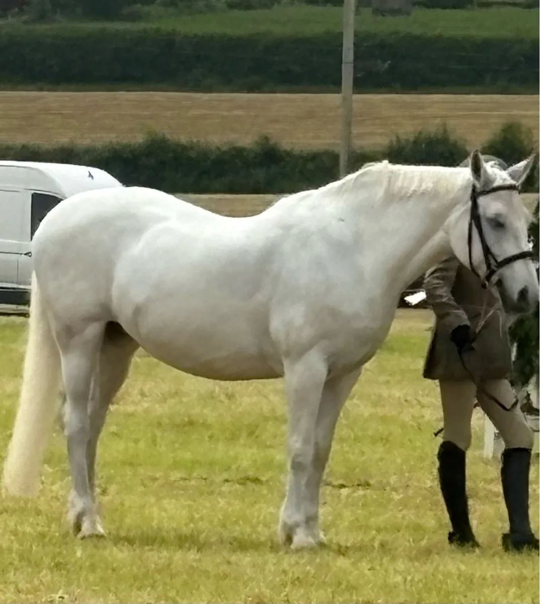 Grey Connemara Pony (perfect starter pony) - Image 1
