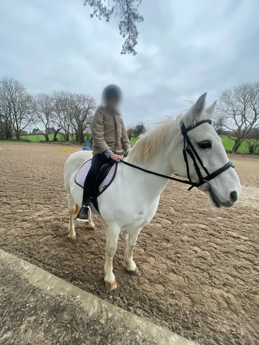 Grey Connemara Pony (perfect starter pony) - Image 3