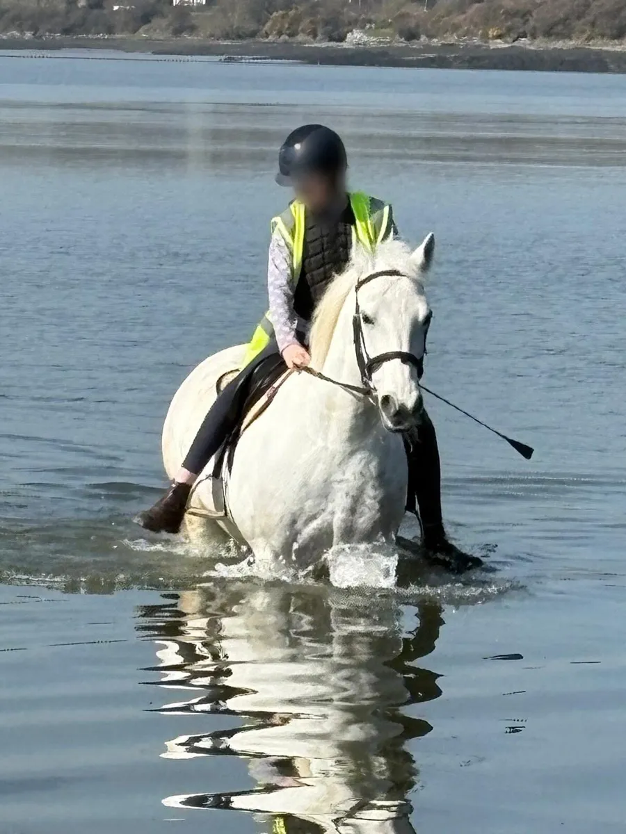 Grey Connemara Pony (perfect starter pony) - Image 4