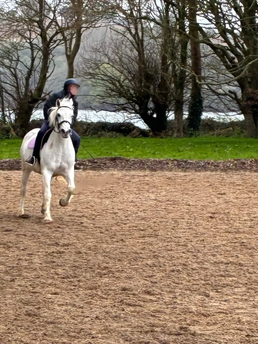 Grey Connemara Pony (perfect starter pony) - Image 2