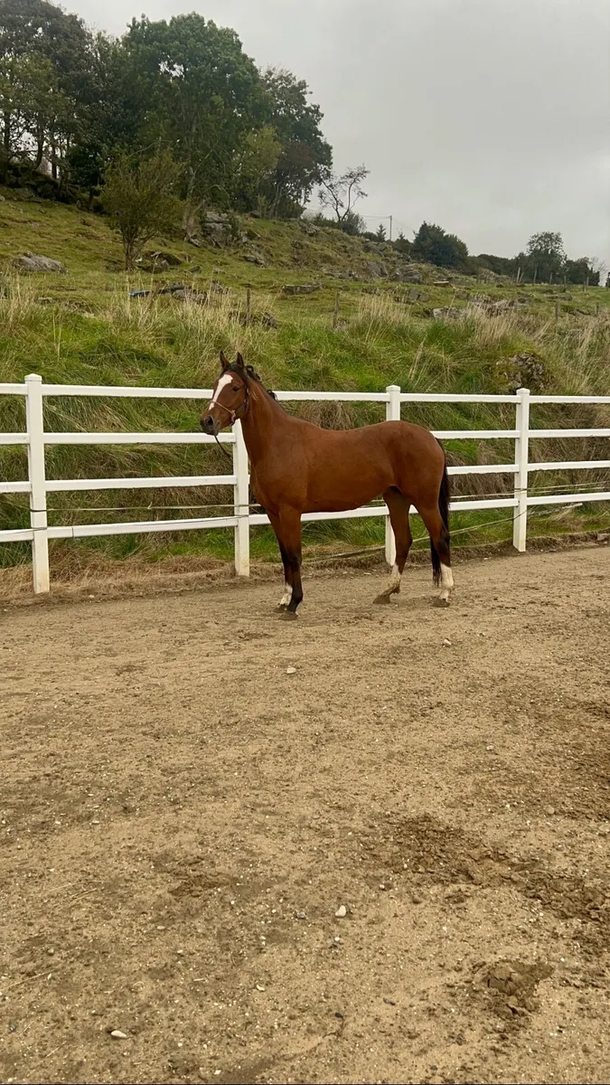 3 year old bay mare - Image 1