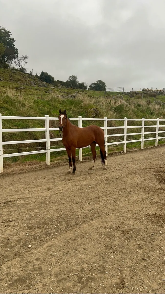 3 year old bay mare - Image 3