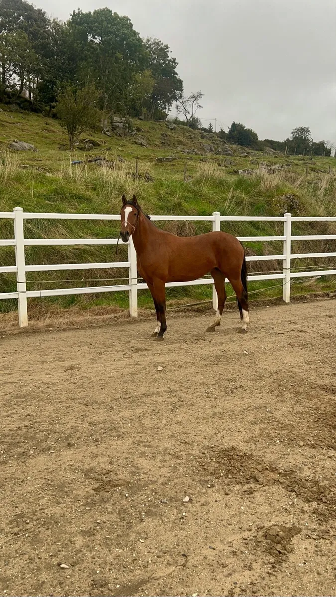 3 year old bay mare - Image 4