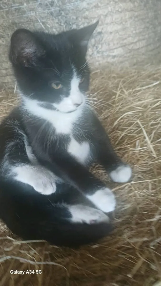 Male Kitten - Image 3