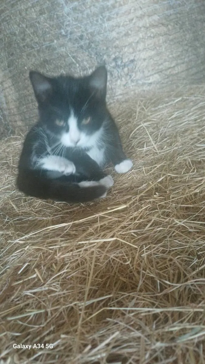 Male Kitten - Image 4