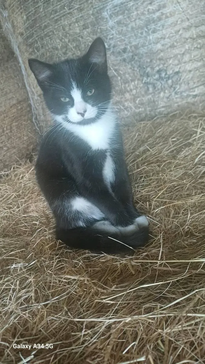 Male Kitten - Image 1