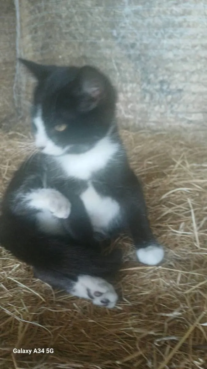 Male Kitten - Image 2