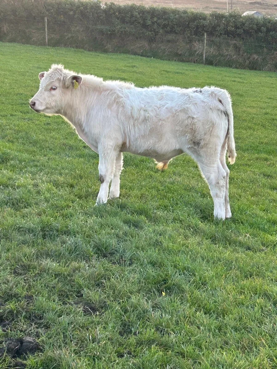 3 Charolais  bulls for sale PBNR - Image 4