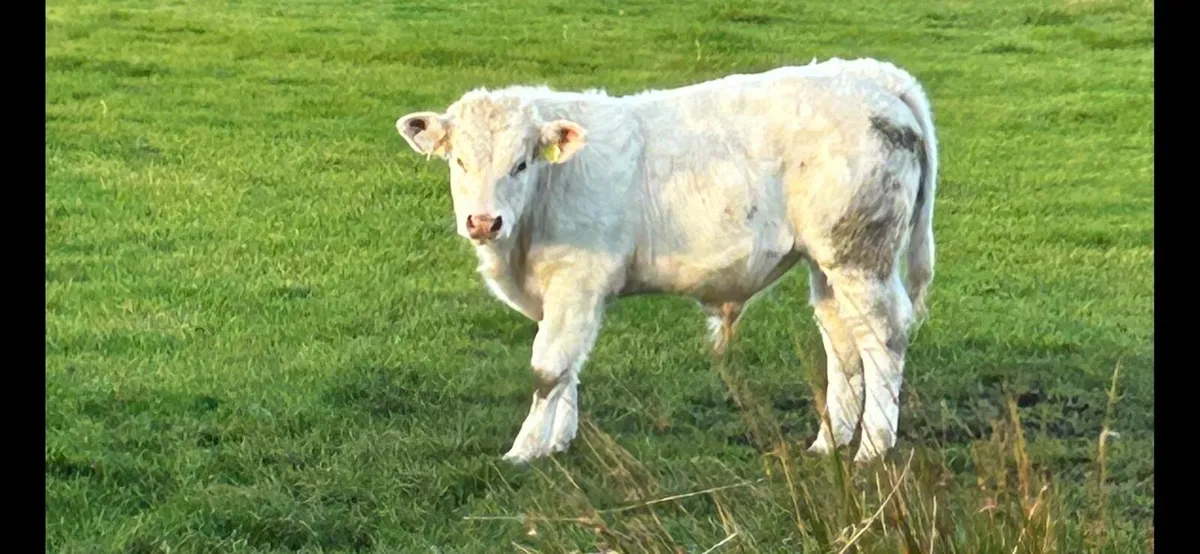 3 Charolais  bulls for sale PBNR - Image 1