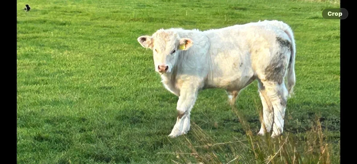 3 Charolais  bulls for sale PBNR - Image 2